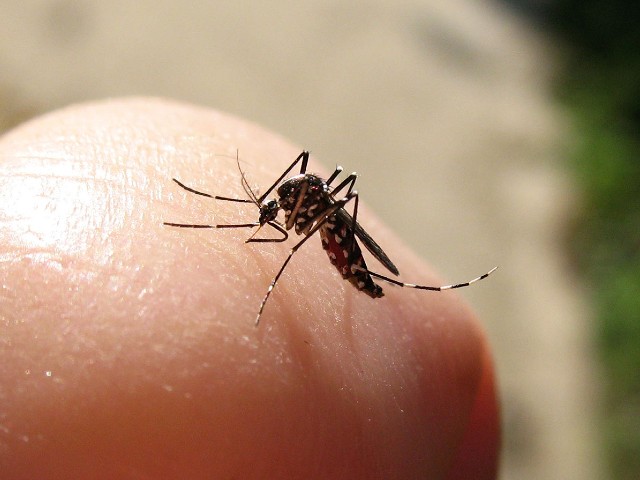 Aedes Albopticus (zanzara tigre)